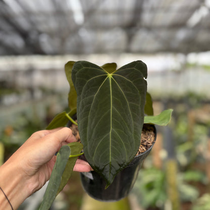 RP9-10 Anthurium Fortsherman x GOG