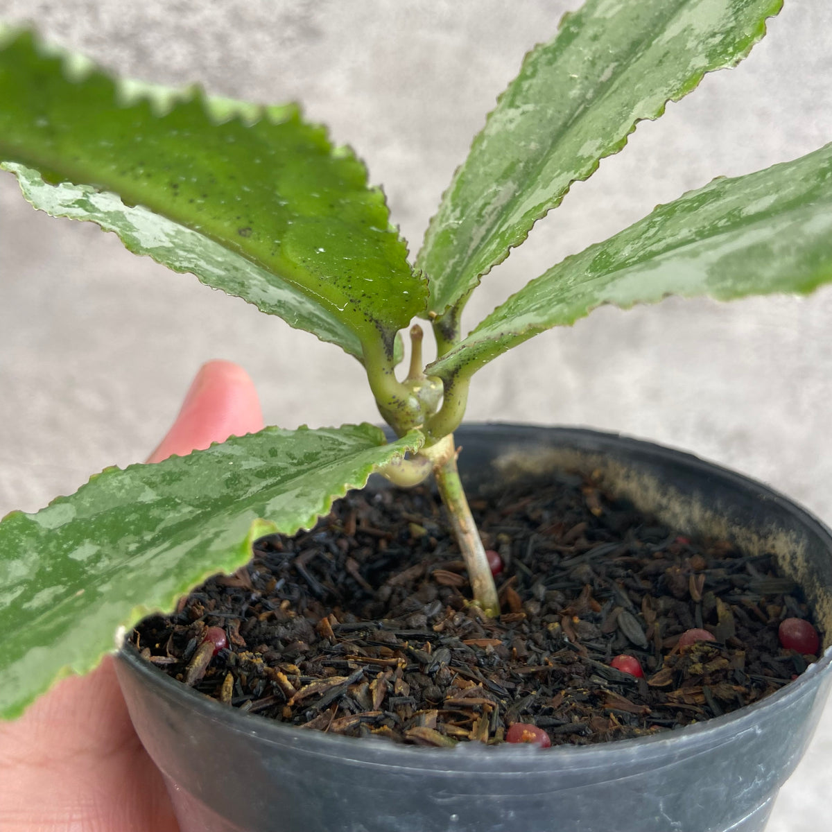 RP66-10	Hoya Undulata Silver