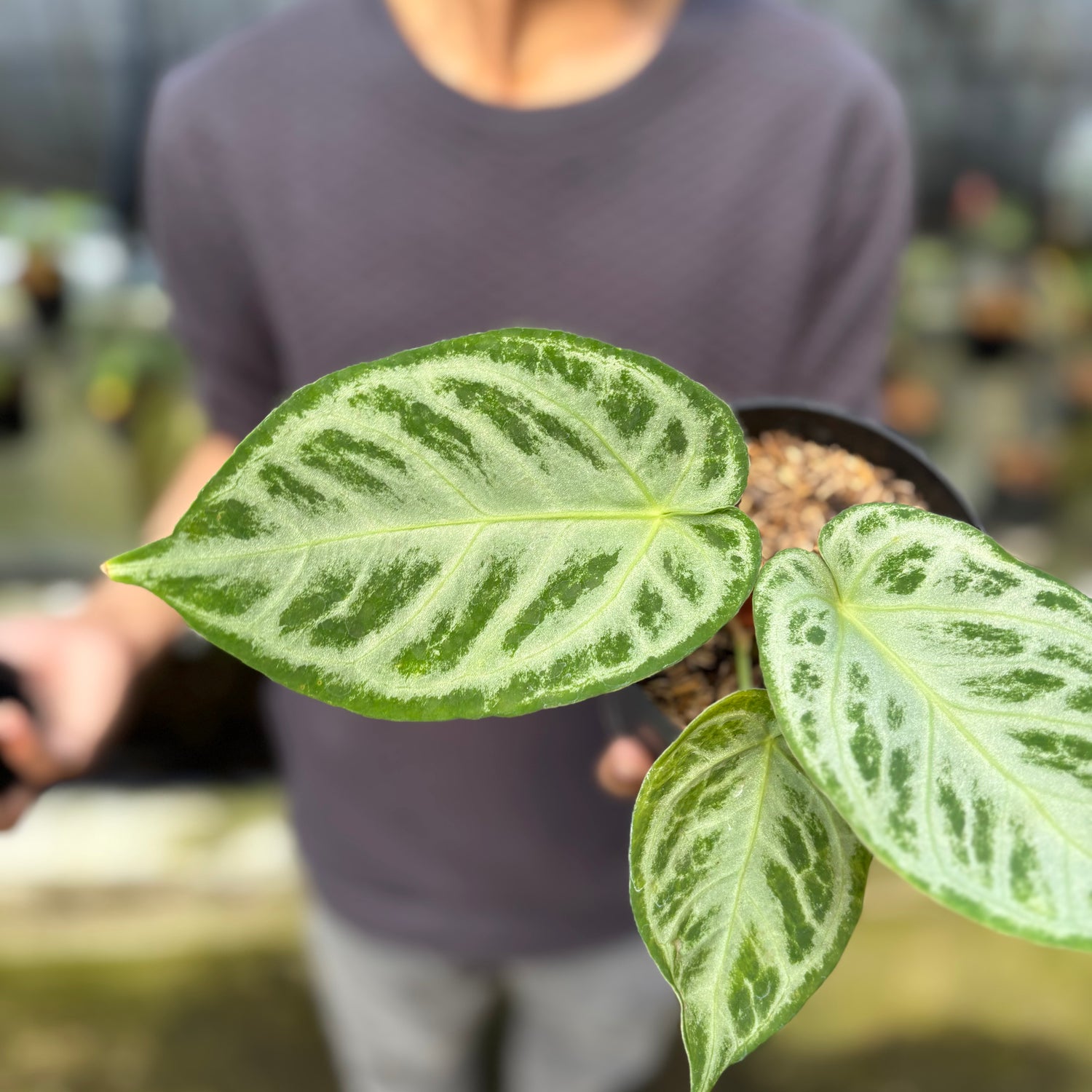 RP7-9 Anthurium Silver Chrome Full Silver (2 pcs)