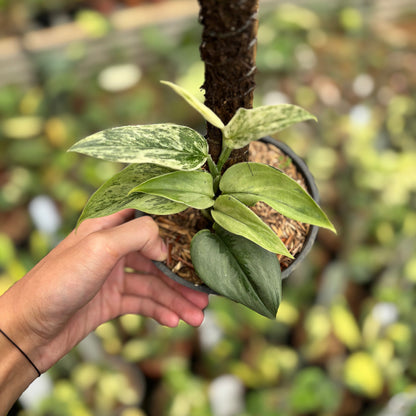 Scindapsus Superstar