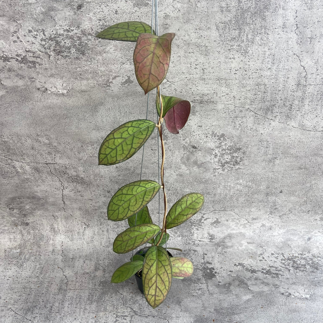 RP61-10	Hoya SP Tanggamus Red
