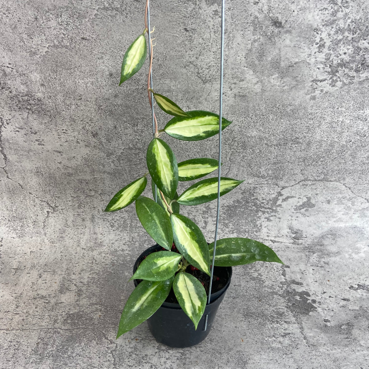 RP68-10	Hoya Verticillata Nganjuk (Inner Variegated)