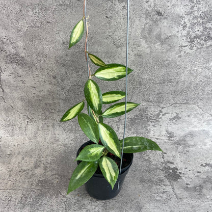 RP68-10	Hoya Verticillata Nganjuk (Inner Variegated)