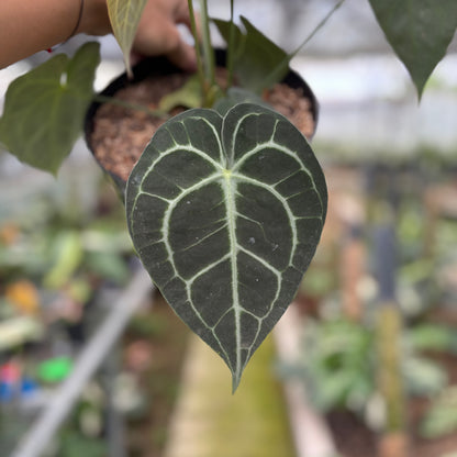 RP13-10 Anthurium Clarinervium Medium Size