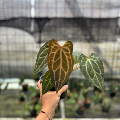 RP1-10 Anthurium BVIT x Zara Michelle