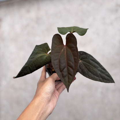 Anthurium Night Dragon