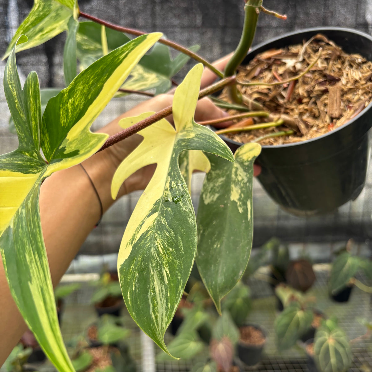 RP31-10	Philodendron Florida Beauty Mature Size