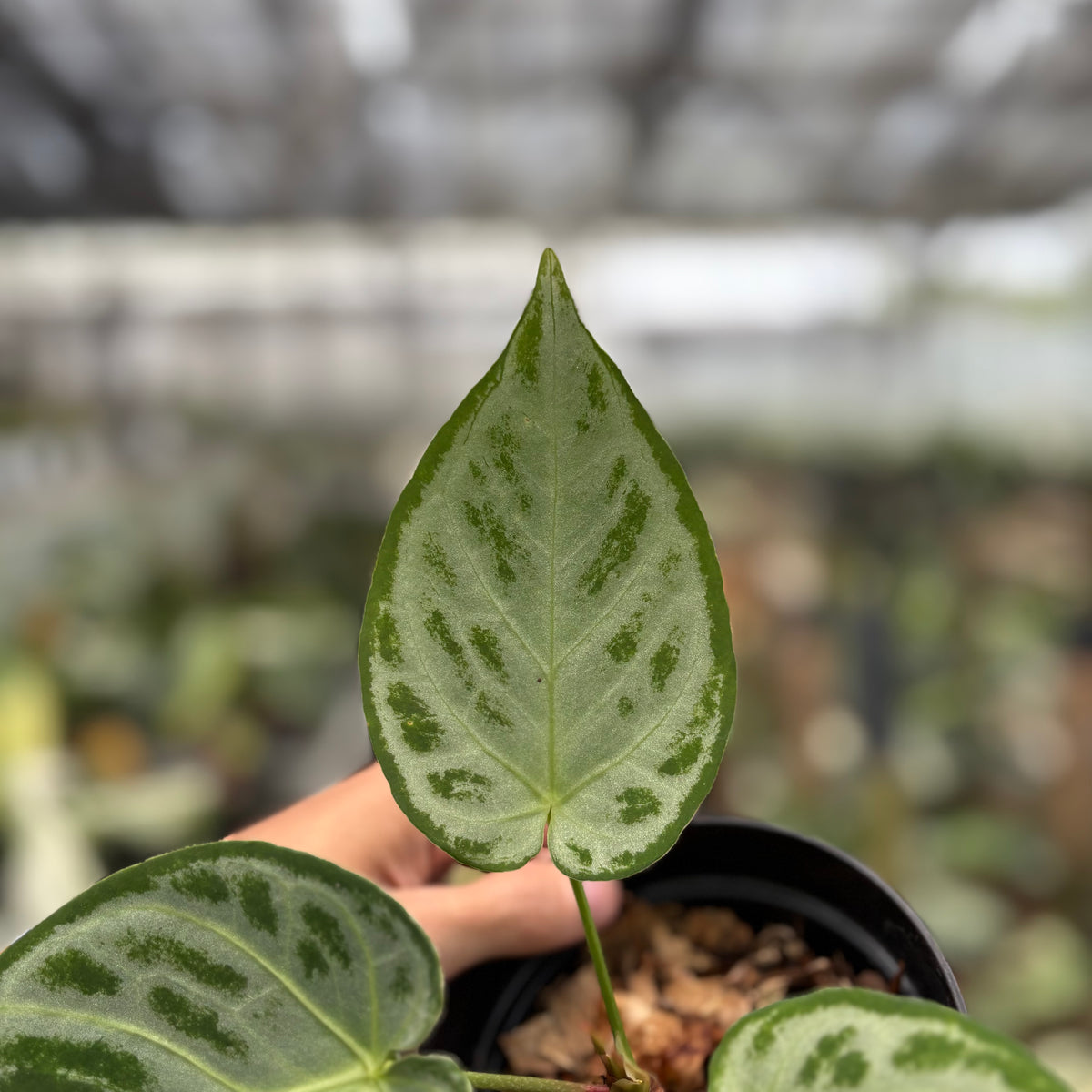 RP24-10	Anthurium Silver Chrome Full Silver