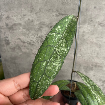 RP47-10	Hoya Clemensiorum Borneo Splash