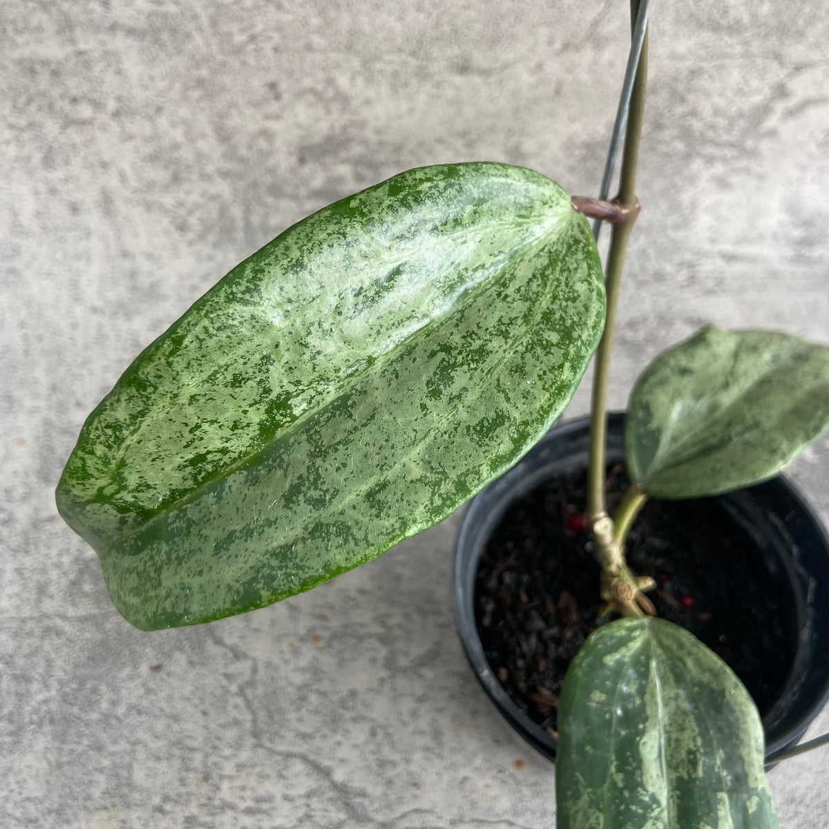 RP51-10	Hoya Macrophylla High Splash