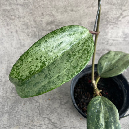 RP51-10	Hoya Macrophylla High Splash