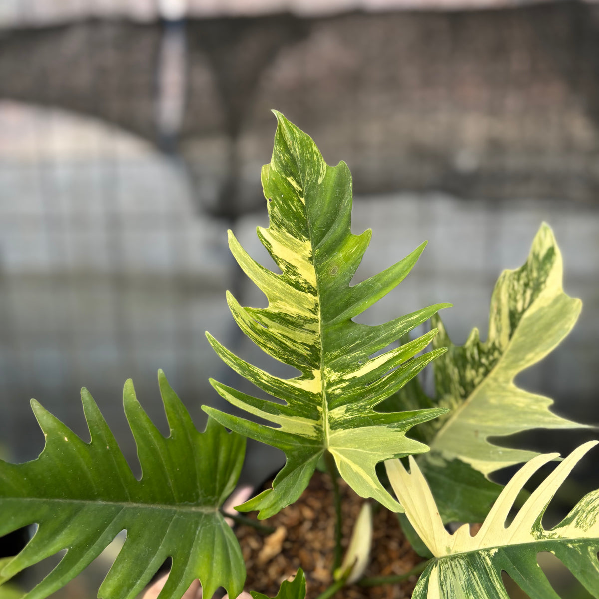 RP10-9 Philodendron Florida Beauty x Tortum Variegated