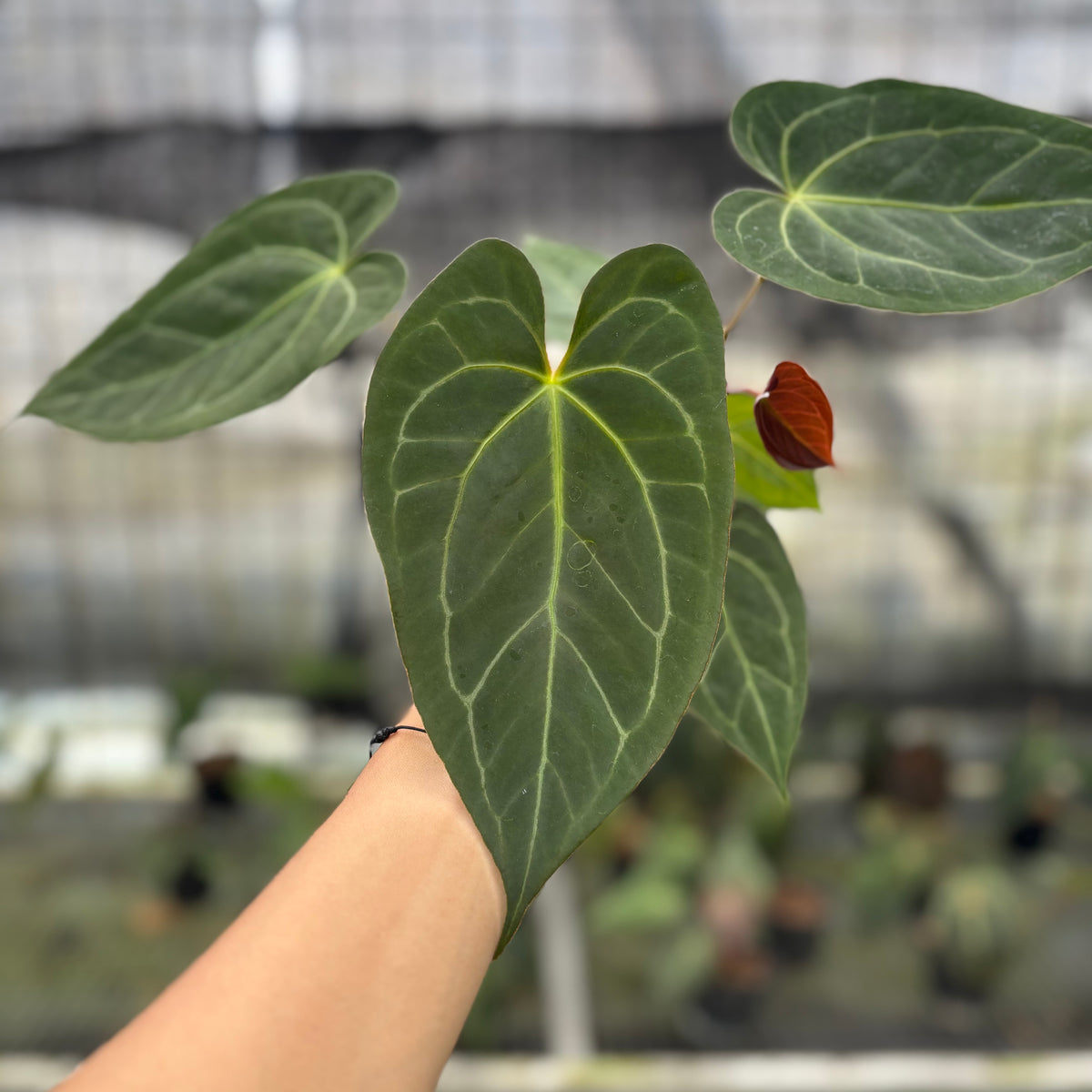 RP2-10 Anthurium Papilillaminum Xone