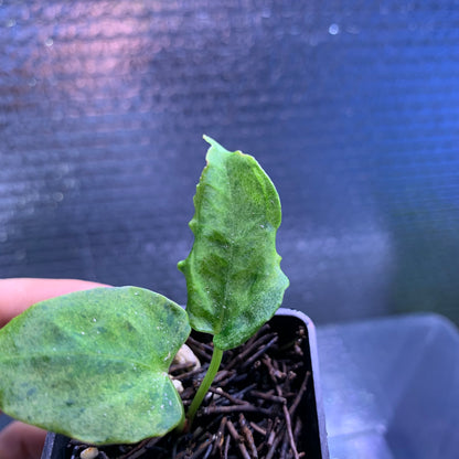 RP66-8	Anthurium Red Hawk x Blue Papilillaminum Mint