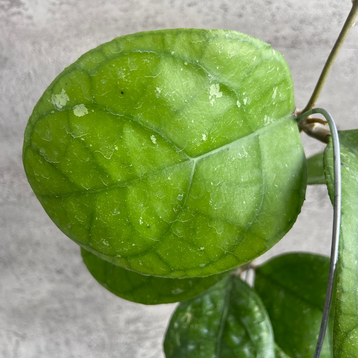RP59-10	Hoya SP Bengkulu Roundleaf