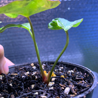 RP67-8	Anthurium Papilillaminum Mutation