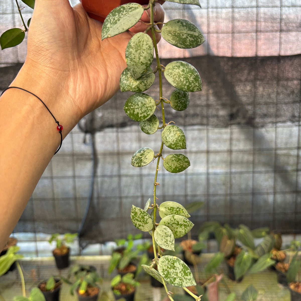RP21-9 Hoya Lacunosa Silver Lime