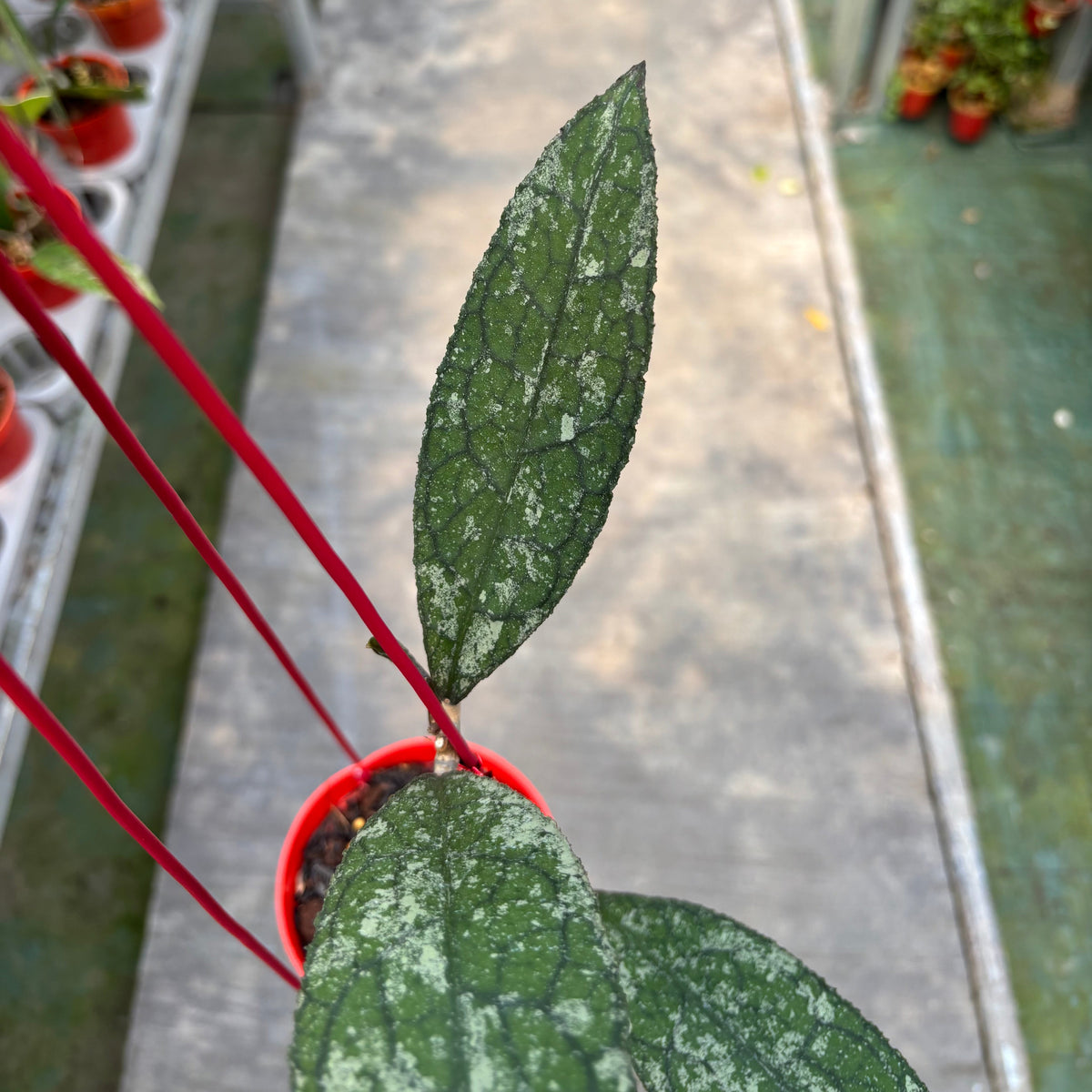 Hoya Clemensiorum Silver Splash