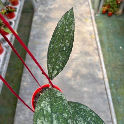 Hoya Clemensiorum Silver Splash