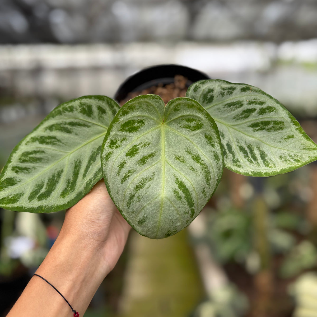 RP15-10	Anthurium Silver Chrome Full Silver