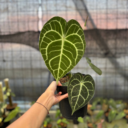 RP15-9 Anthurium Clarinervium Medium Size
