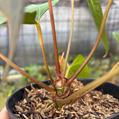 RP13-9 Anthurium Red Spider Selected