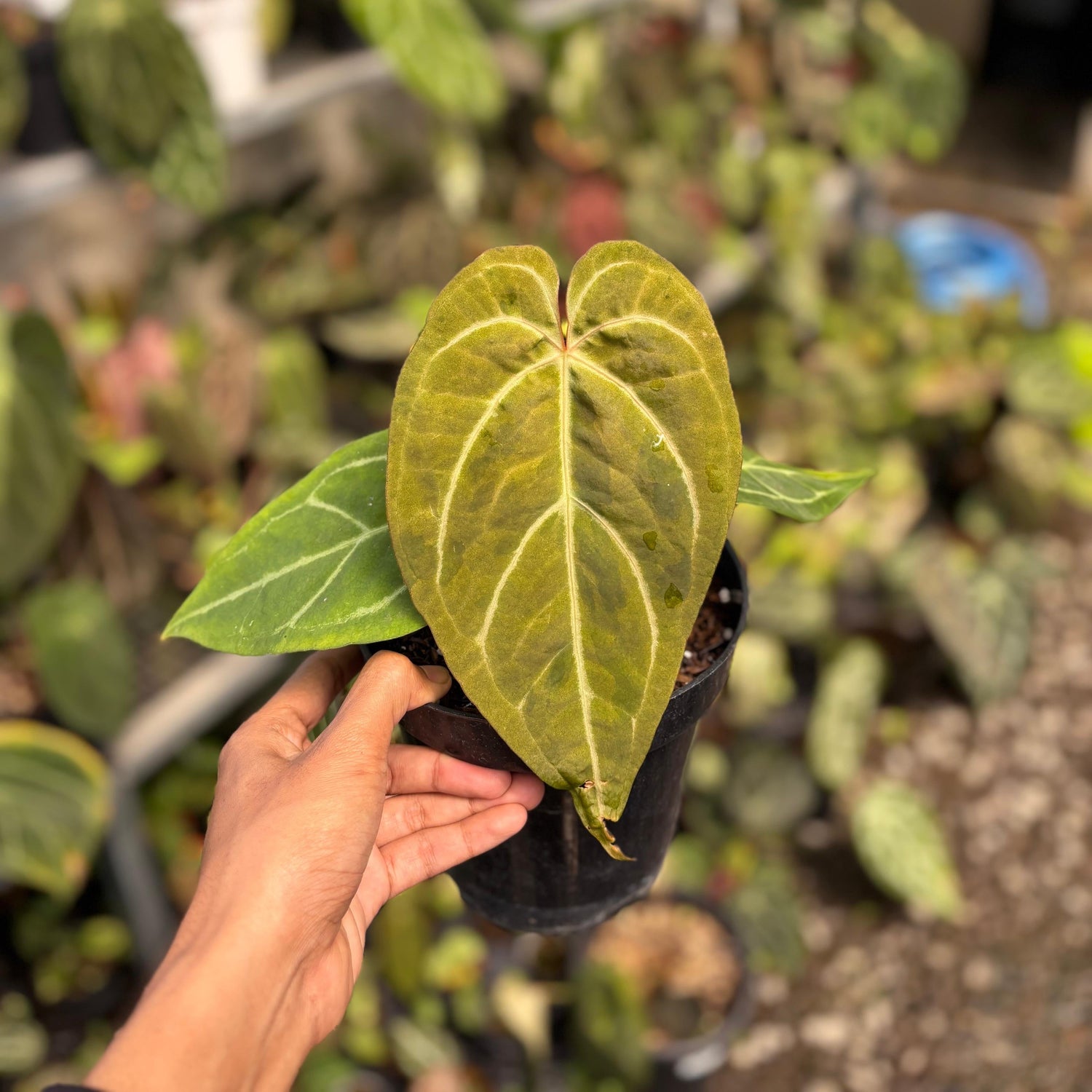 RP103-6	Anthurium Bvit x Michelle Variegated