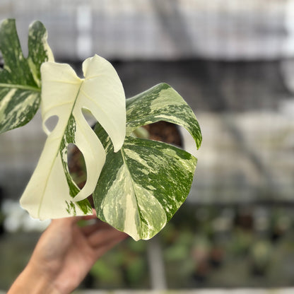 RP4-10 Monstera Albo White Tiger Variegated