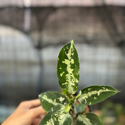 RP4-9 Aglaonema Pictum Beecolor Variegated