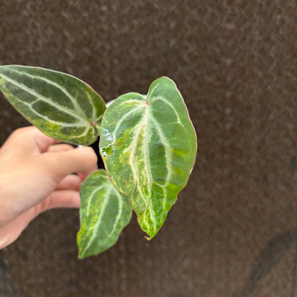 RP33-10	Anthurium BVIT x Michelle Variegated