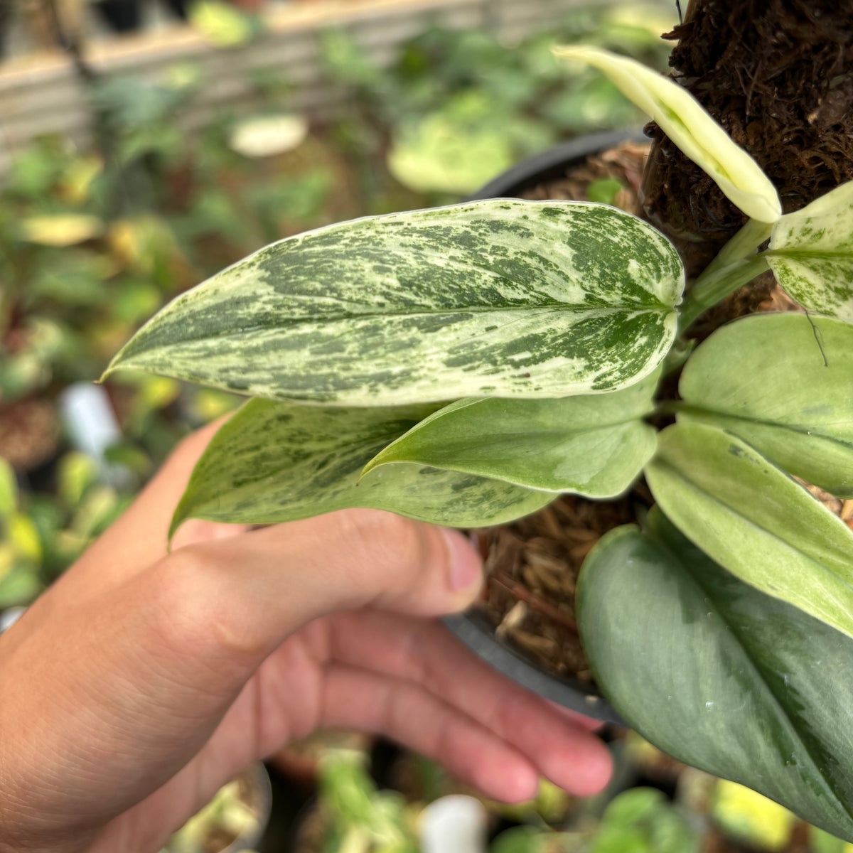 Scindapsus Superstar