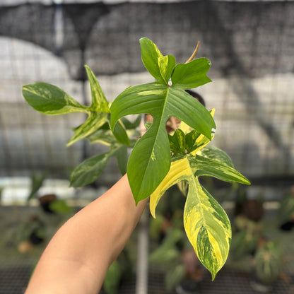 RP31-10	Philodendron Florida Beauty Mature Size