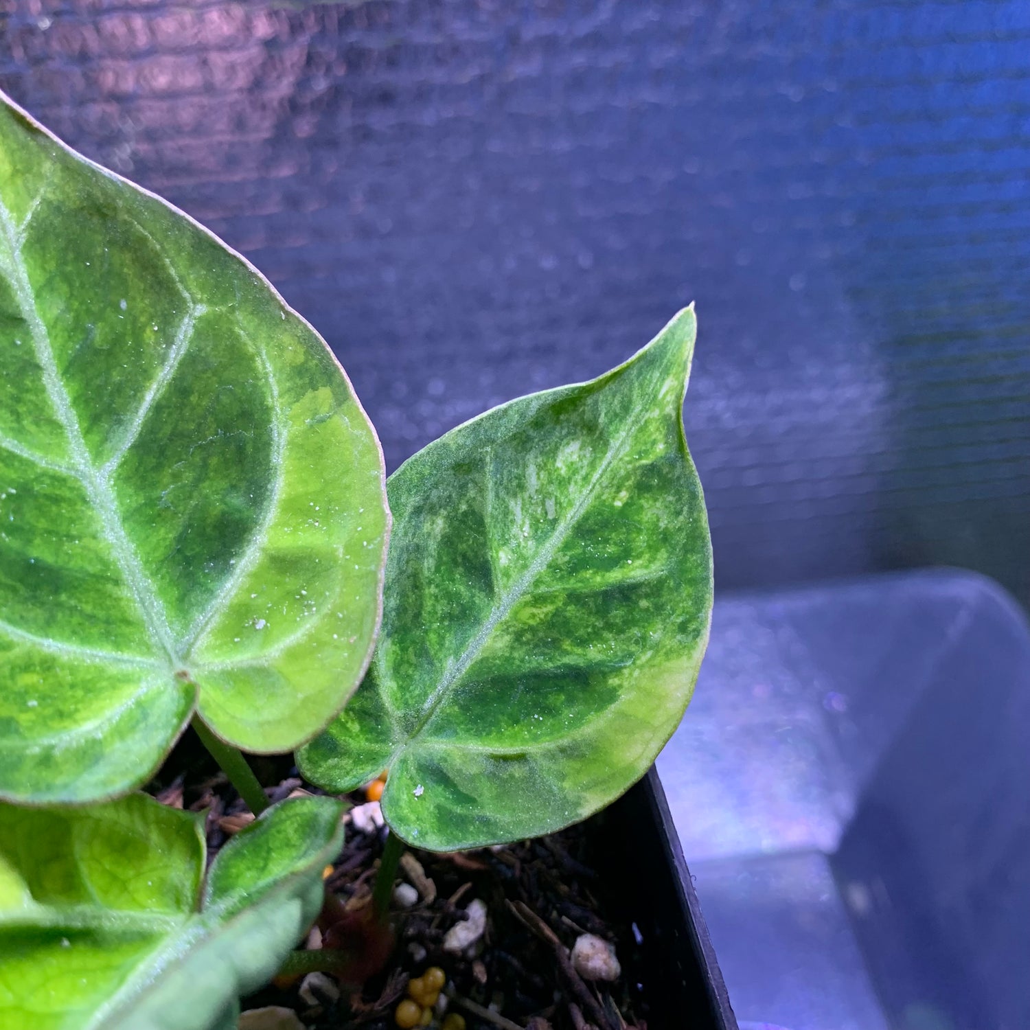 RP68-8	Anthurium Silver Blush x Domino Variegated