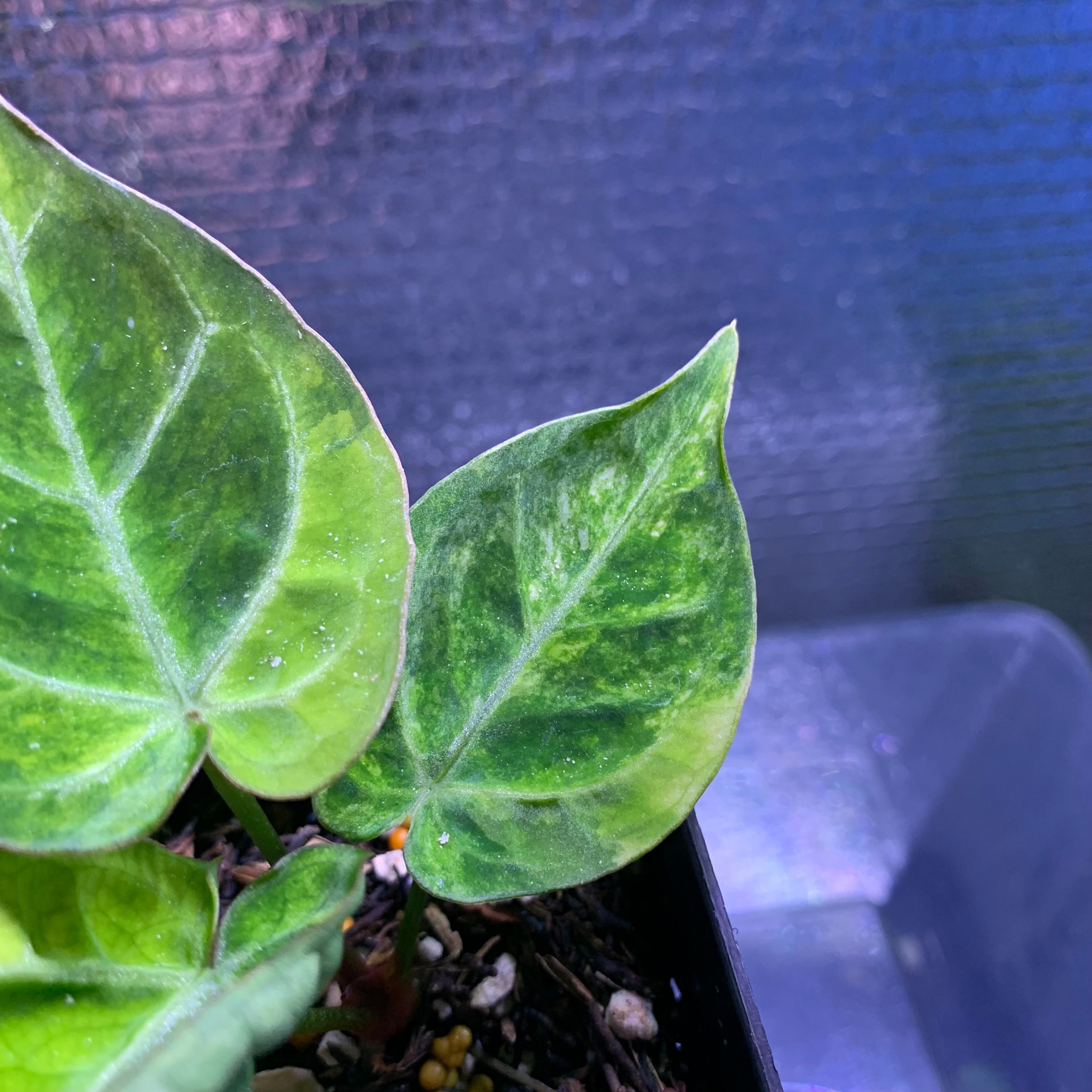 RP68-8	Anthurium Silver Blush x Domino Variegated
