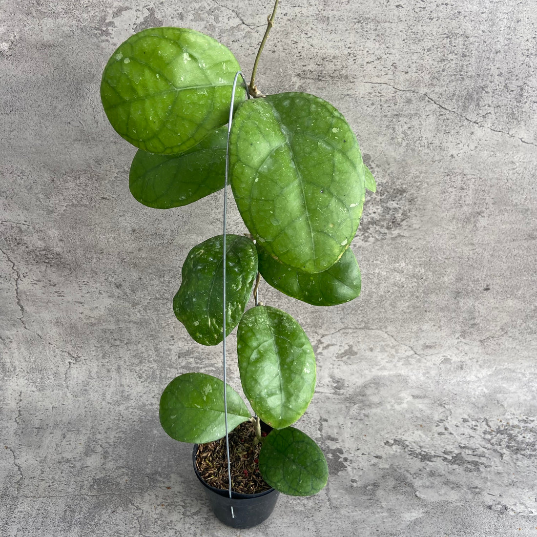 RP59-10	Hoya SP Bengkulu Roundleaf
