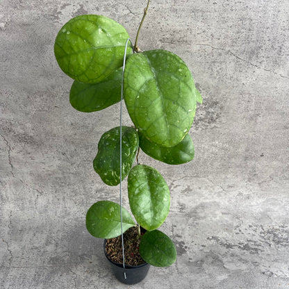 RP59-10	Hoya SP Bengkulu Roundleaf