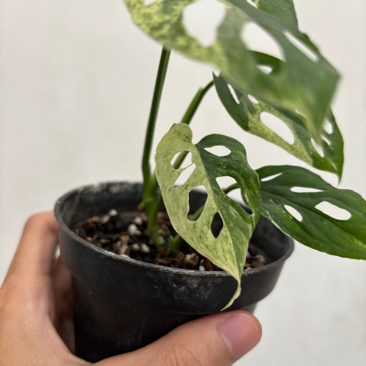 Monstera Blanchetii Variegated