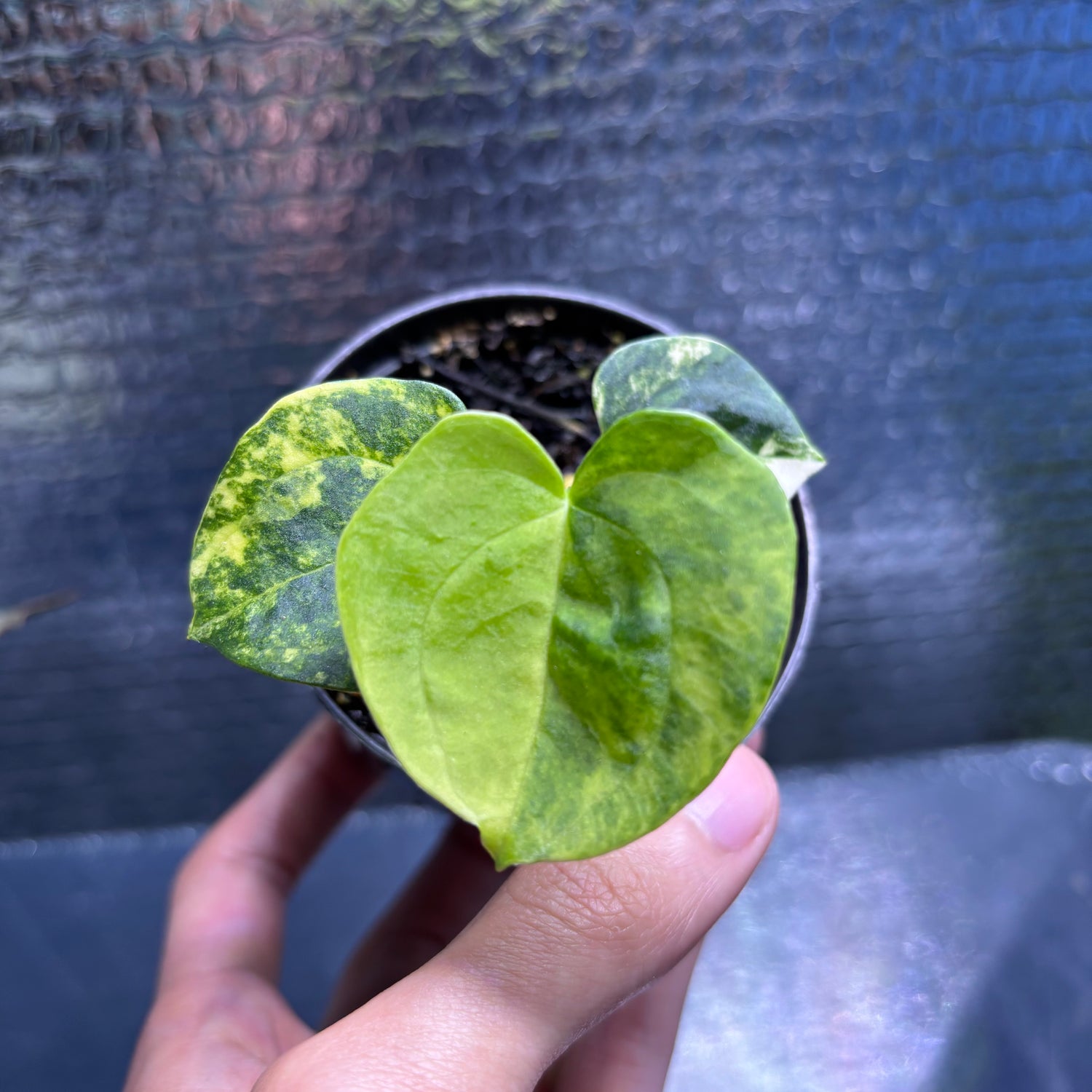 RP35-9 Anthurium KOS x AOS Variegated