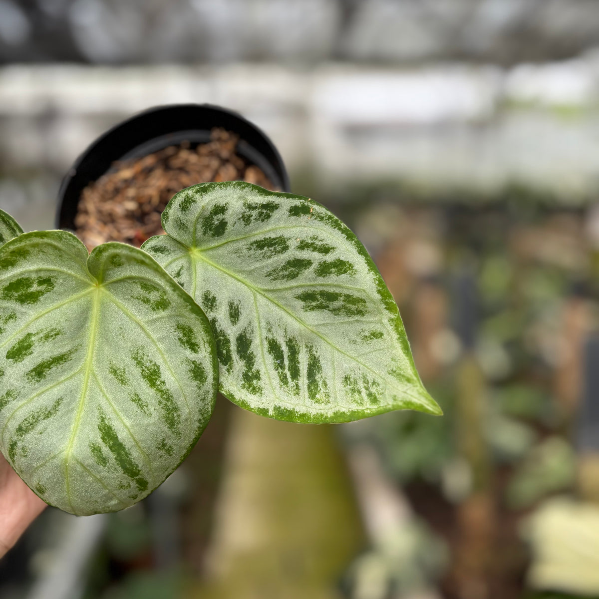 RP15-10	Anthurium Silver Chrome Full Silver