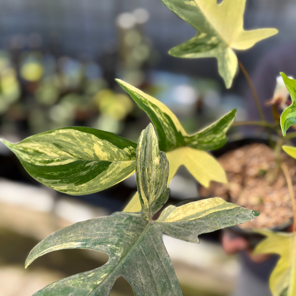 RP3-9 Philodendron Florida Beauty Mature Size (2 pcs)