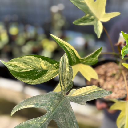 RP3-9 Philodendron Florida Beauty Mature Size (2 pcs)