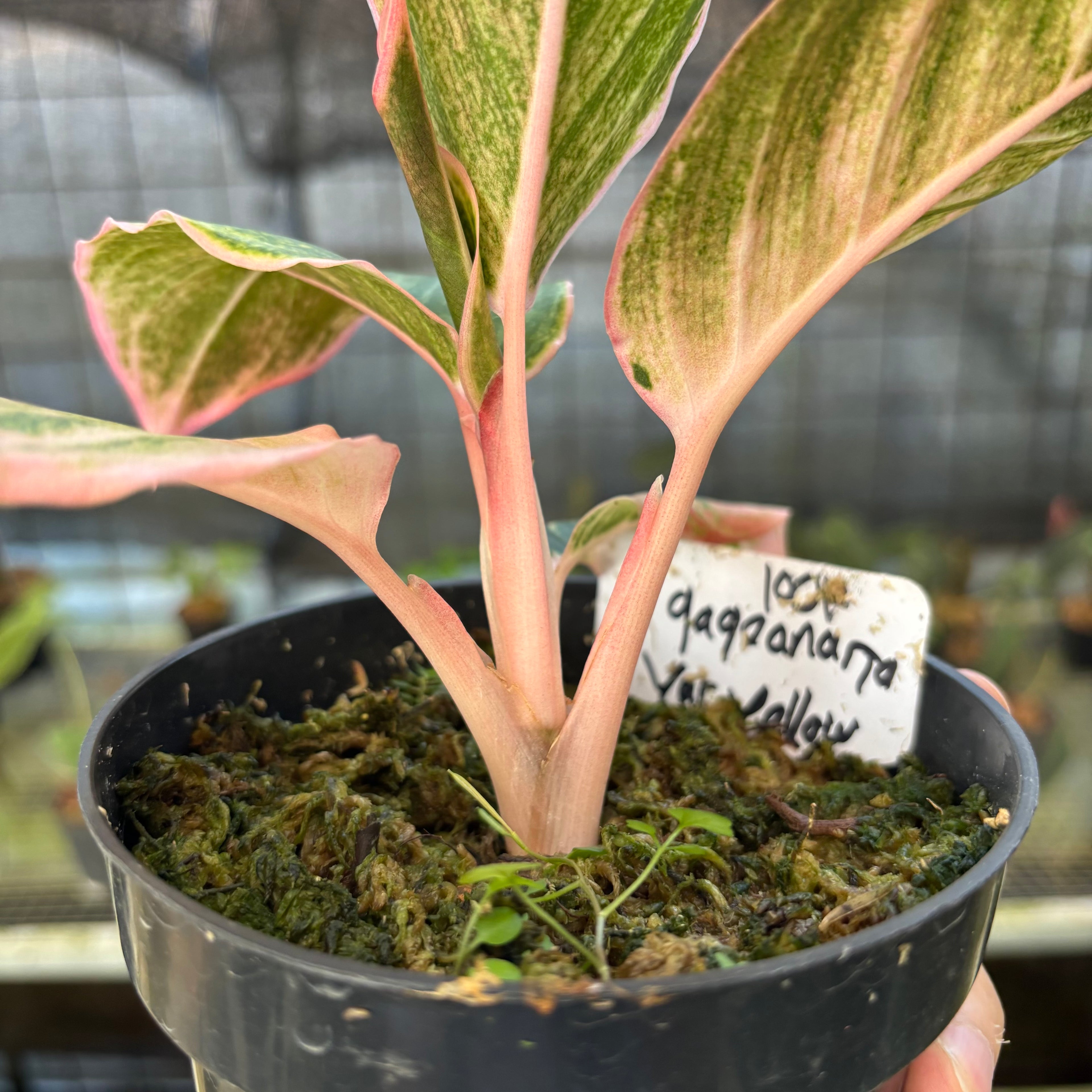 RP24-9 Aglaonema Dejavu