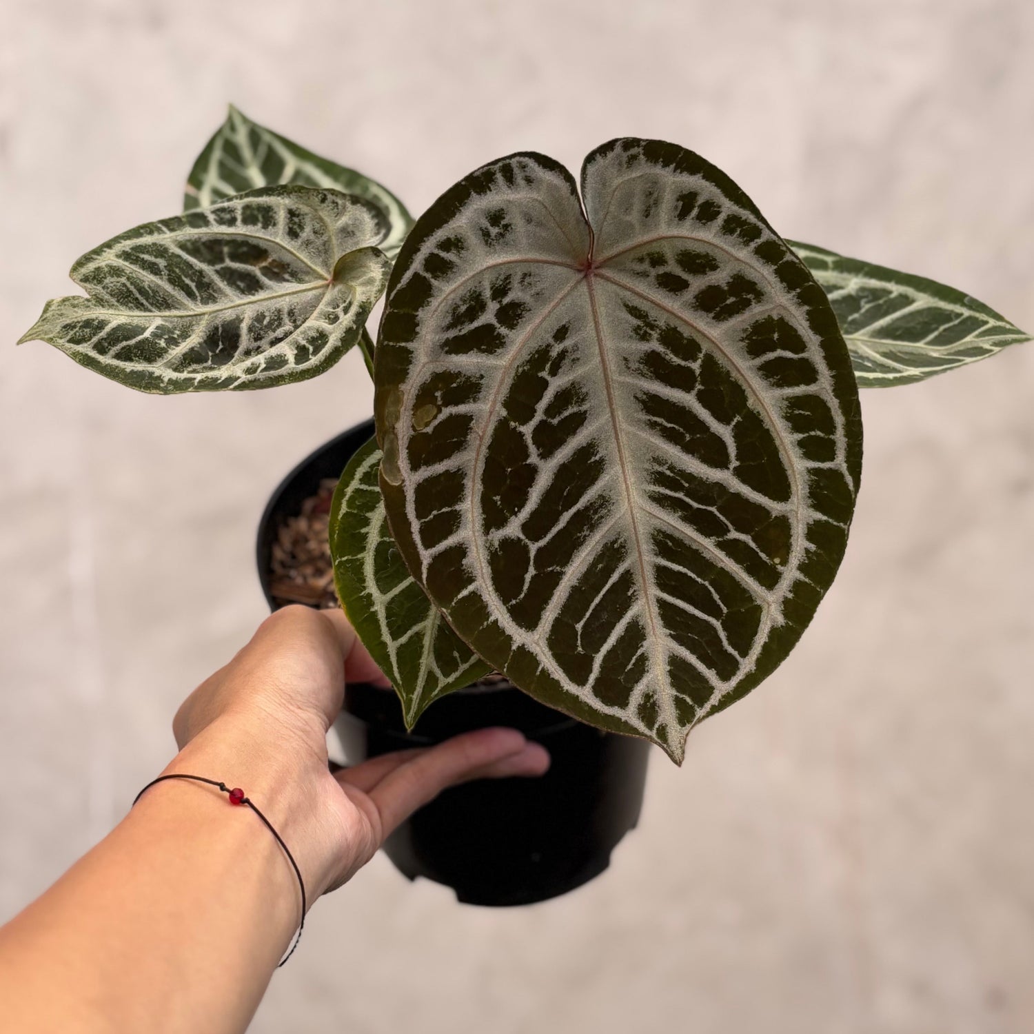 Anthurium Red Tiger Super Selected