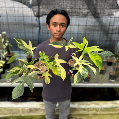 RP3-9 Philodendron Florida Beauty Mature Size (2 pcs)