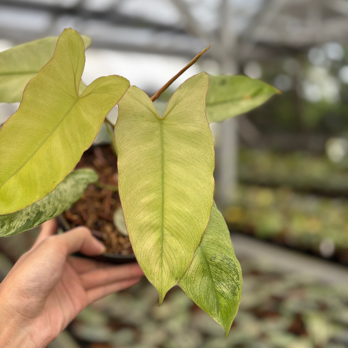 Philodendron Paraiso Verde Mint