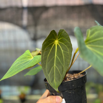 RP9-9 Anthurium Red Spider Selected