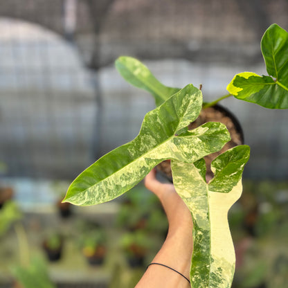 RP14-9 Philodendron Domesticum x Atabaphoense Variegated