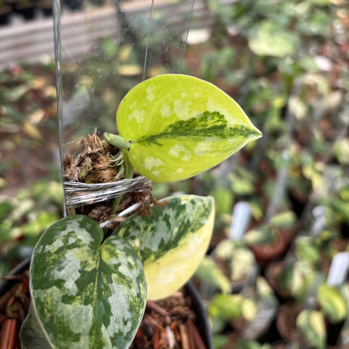 Scindapsus Bakudapati