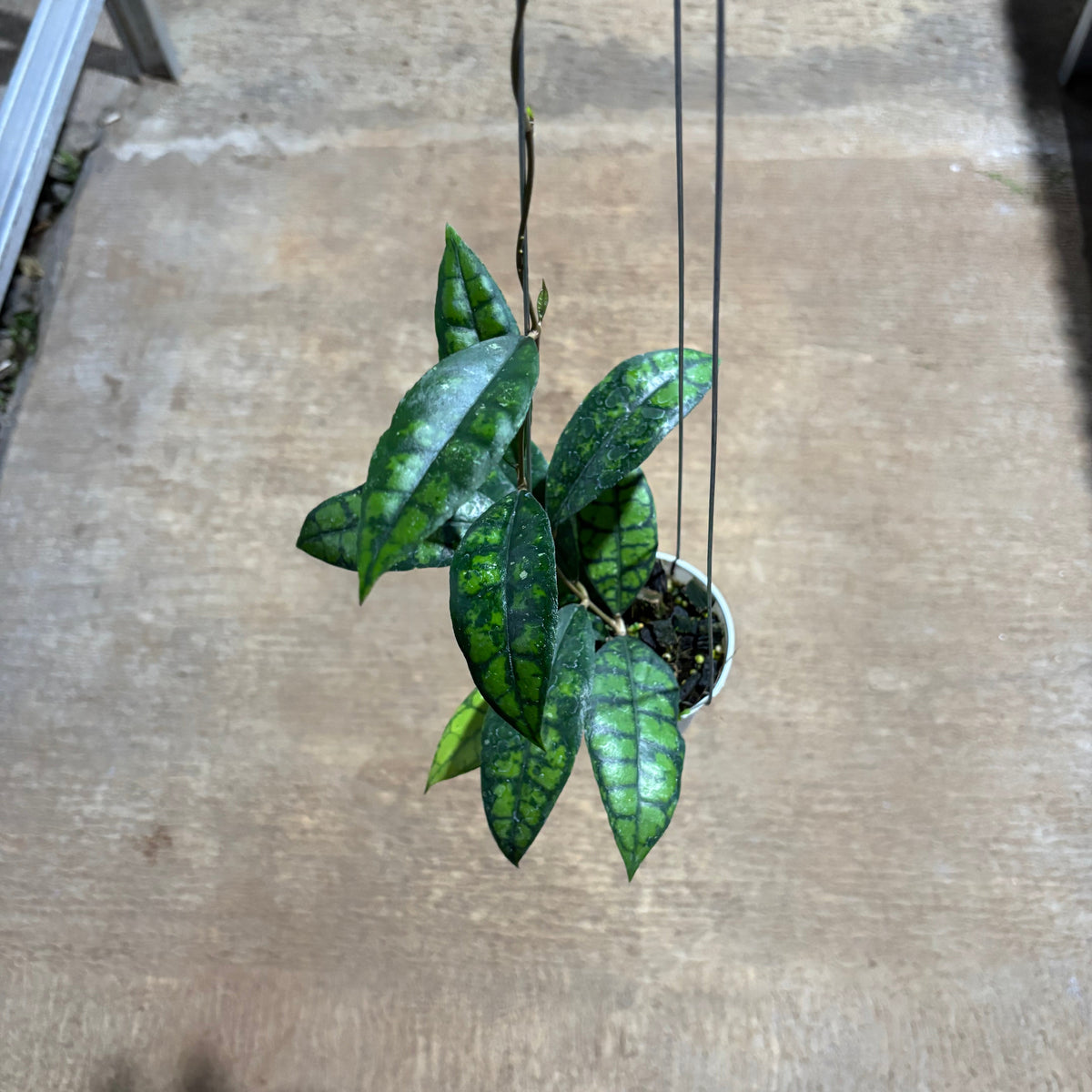 Hoya Callistophylla Black Cat