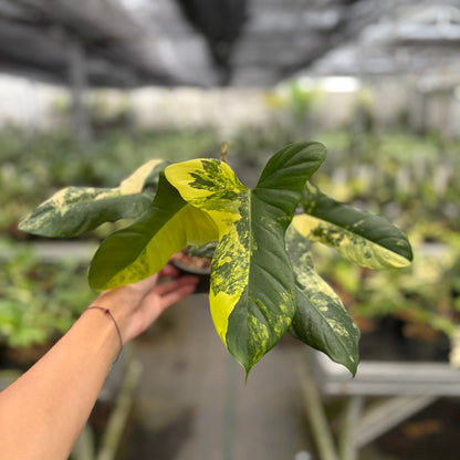 Philodendron Florida Beauty x Lupinum